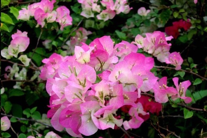 光照|7种一年四季开花的植物,阳台养一盆,天天有花看!