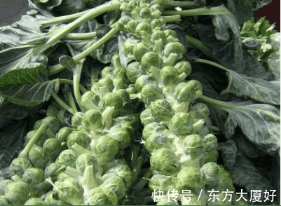 食积|适合秋天吃的野菜,用于消化不良,食积胃痛,白带等症