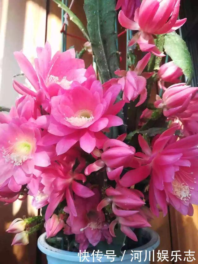 花苞|天气太热，给4种花“剃个头”，40天以后，花朵又能开到爆盆