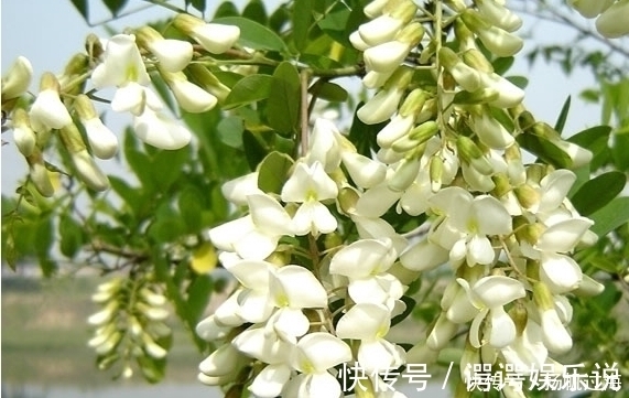 槐花|鸡蛋和“它”一起炒,保护肝脏,缓解咳嗽,滋阴润肺,营养健康