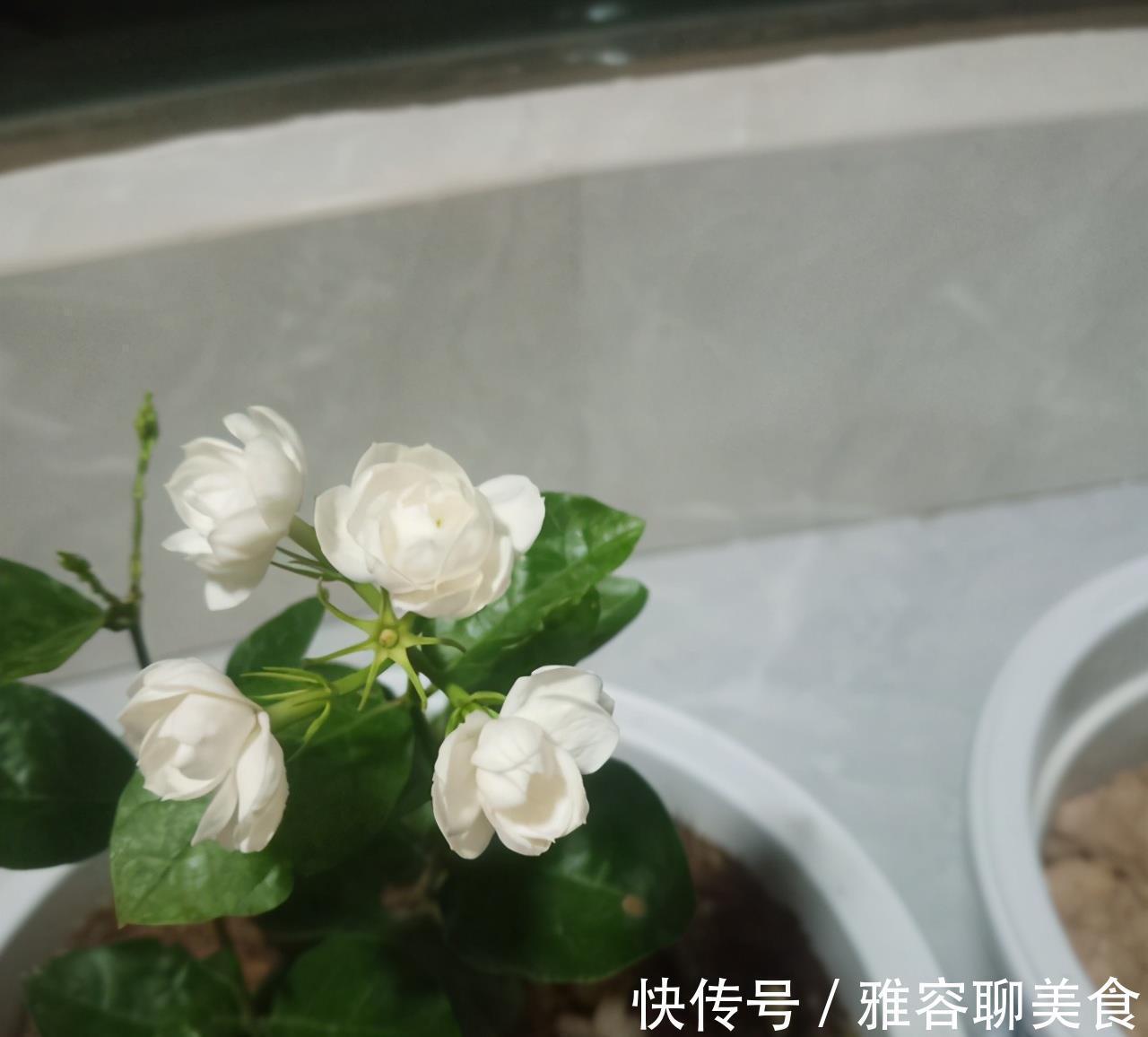入冬茉莉需“虐养”,拦腰一砍再“一闷”,憋出新苞,芬芳小半年