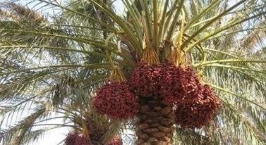 巧克力|癌症令人恐惧,但坚持“3物3事”癌症反而躲着你,早知道早预防