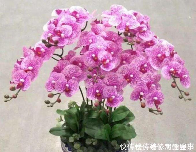 绚丽|4种漂亮花,开花五彩缤纷,绚丽多彩,懒人最爱