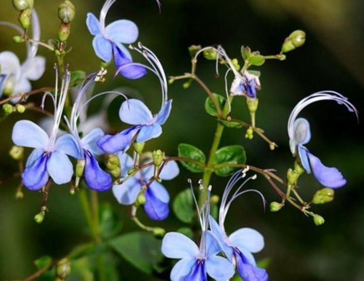 最美的几款花,好看好养颜值高,娇艳妖烧,花型圆滚奇特惹人爱