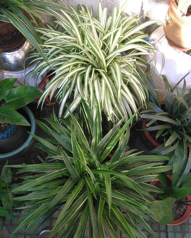 浇水|养花,秋天浇水要浇好了,自然会越长越旺盛