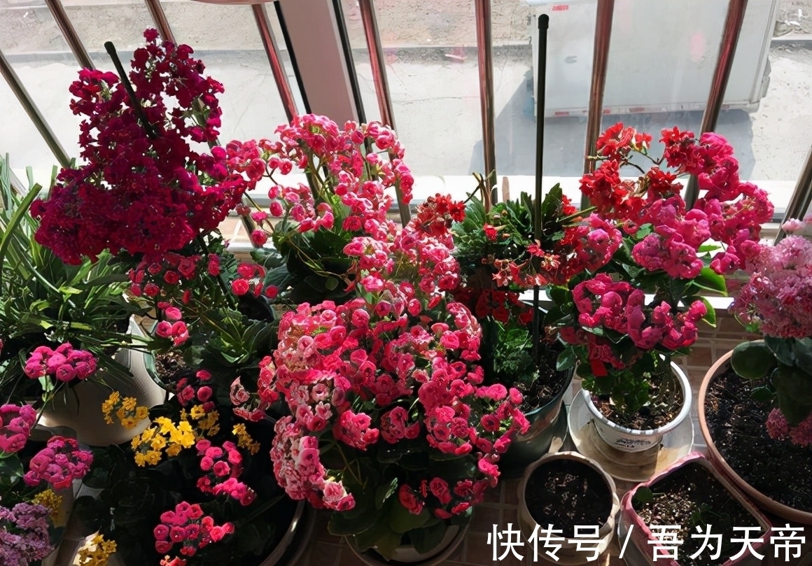 花盆|长寿花有“4喜3怕”,避开小坑,快速开花一大片,太省心了