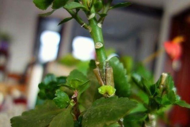 玉树砍一刀,塞上“长寿花”,20天就成活,开满“玉树花”