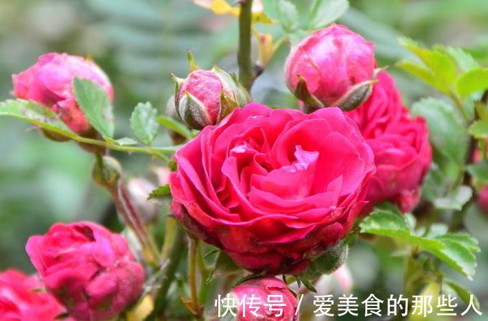 养护月季花,出现这4种信号得小心,赶紧改善否则植株会枯萎