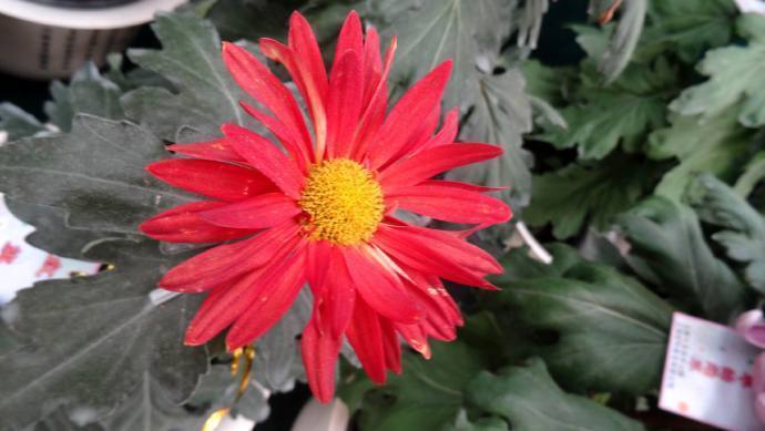 喜欢菊花,就养这几盆“菊中珍品”,红艳佳人,娇艳欲滴!