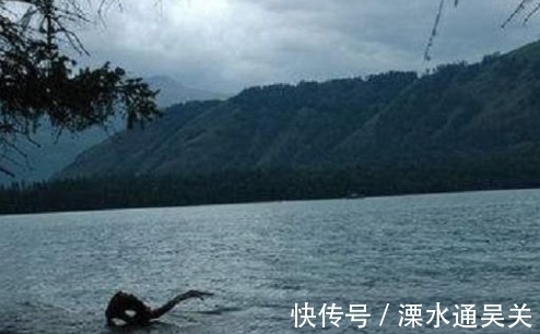 大红鱼|喀纳斯湖水怪终于被证实，体型巨大！什么尼斯湖水怪简直弱爆了