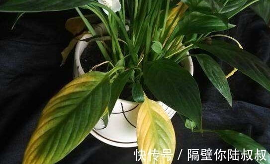 怎么回事|刚买回家的花卉,没几天就黄叶了,这是怎么回事