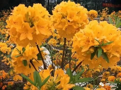 室内养花“黑名单列表”,早该搬出去,还你干净卫生的空气