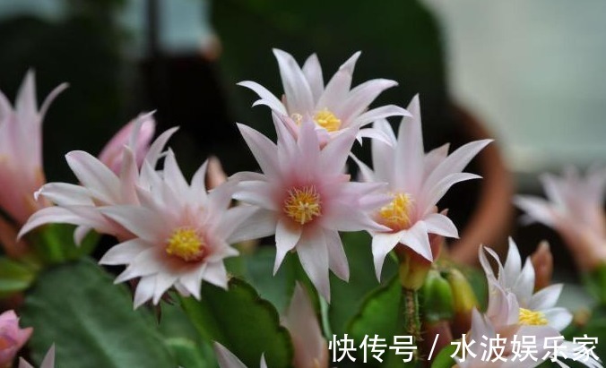 温度过高|花农教教你，怎么让蟹爪兰安全度过夏天，萌新涨姿势了