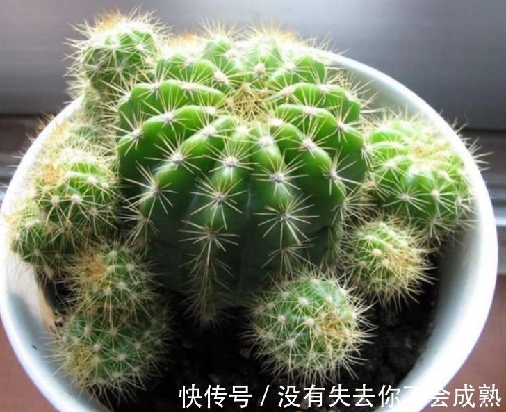 聪明人都养4种花,镇宅旺财添富贵,缓解眼部疲劳,还防辐射!