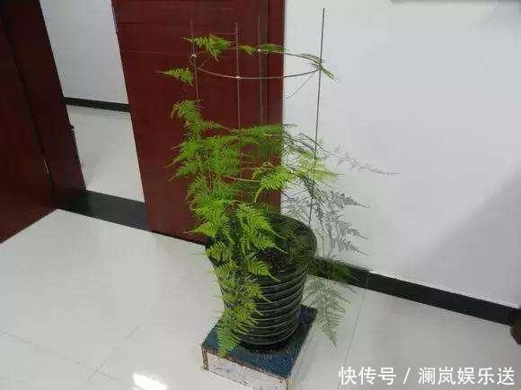 修剪|文竹如何修剪简单“1招”，新芽不断冒，株型漂亮，茁壮茂盛