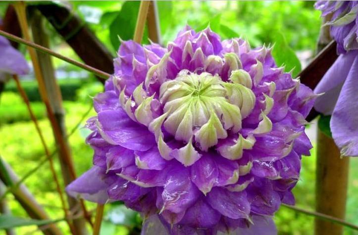 春天|冬天“壮汉花”,个个都“装死”,忍受寒冬,春天花量大增