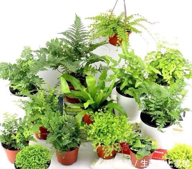 春光明媚,这八种花却不能多晒太阳,一晒就发蔫,赶紧搬屋里躲躲!