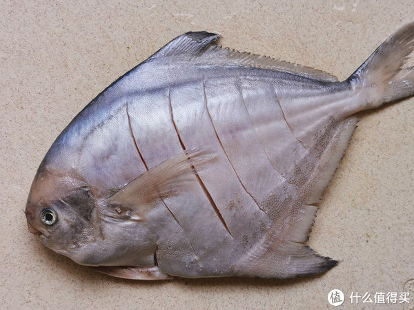 银鲳|清蒸鲳鱼在家做，鱼肉口感滑嫩没腥味，做法简单