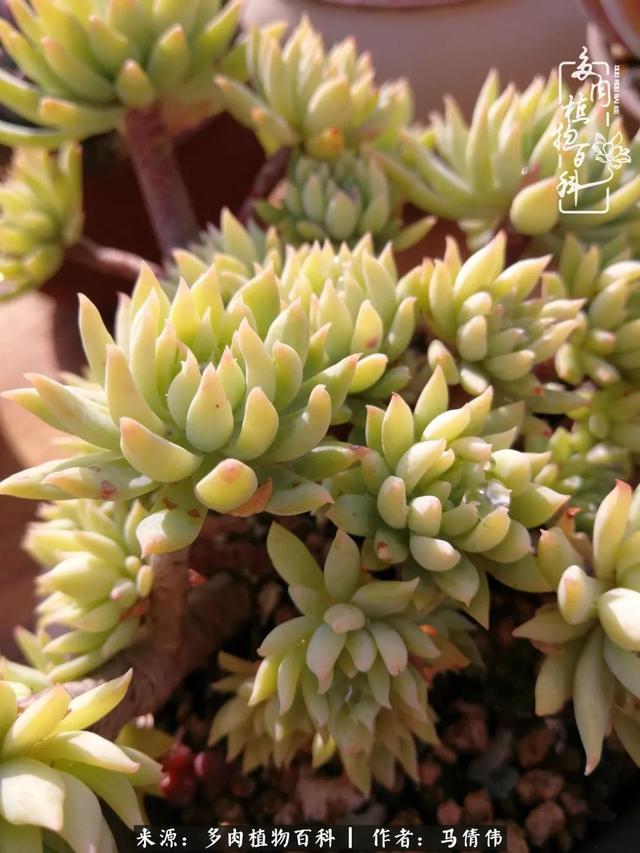 养多肉如同种下希望,因为美丽总在下一个季节!