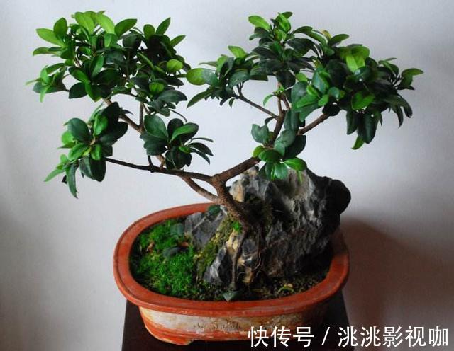 观赏价值|2种“镇宅树”,猪年养一盆,财运旺旺旺,观赏价值高!