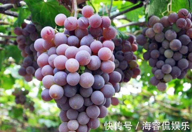 葡萄|爱吃葡萄的人，长寿不会远离你，但吃葡萄有1大禁忌，要了解下