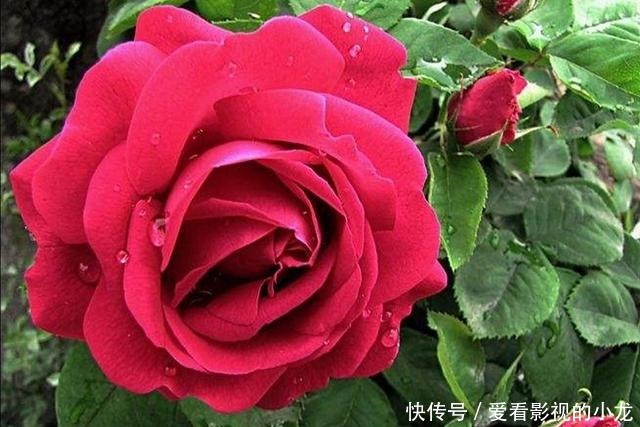  母亲的小院月季怒放，凤仙盛开！