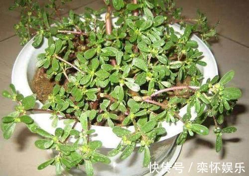 石龙芮|可能你认识“它”，但在采摘的时候，希望你尽量保留根部，谢谢