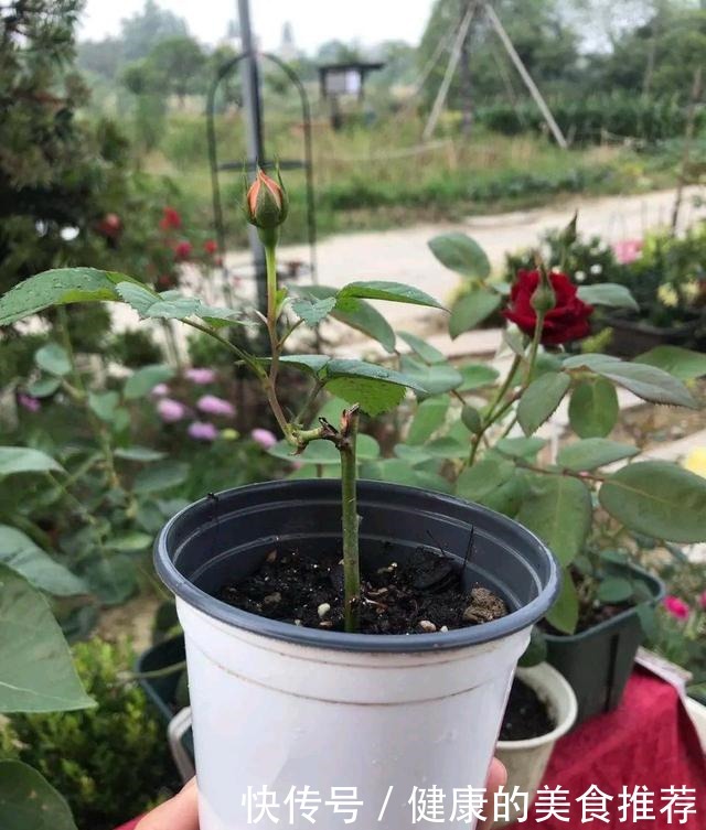 有3种情况,月季长出花苞就要掐掉,不然月季长不好!