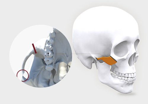牵拉力|颧骨内推后,面部皮肤一定会下垂吗？看完秒懂