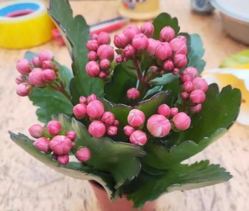 花盆|养这三种花,盆越小,开的花越多,放大盆还容易死