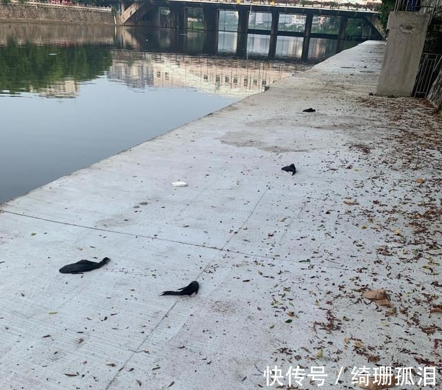 实拍广州城中村河道，野生鱼成灾，有人一天钓几十斤，却踩死丢弃