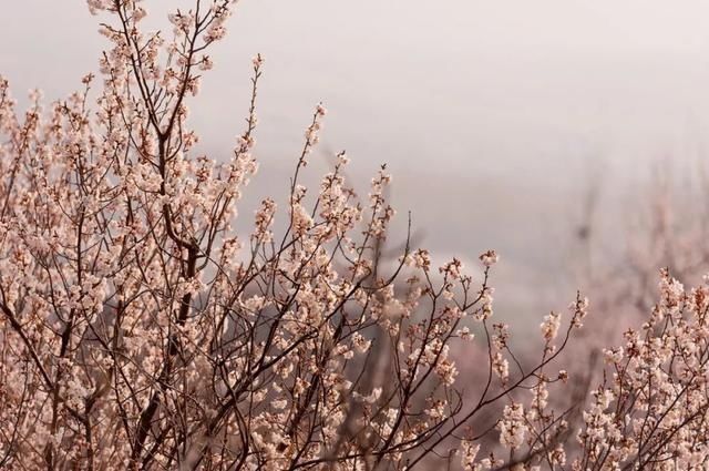 杏花|背靠五莲山！久负赏花盛名，今日一见确实惊叹