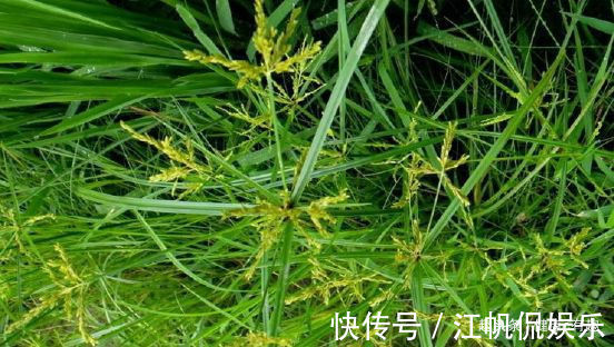 初乌|喜欢牡丹,就养盆“黑色牡丹”初乌,花色浓艳,雍容华贵!