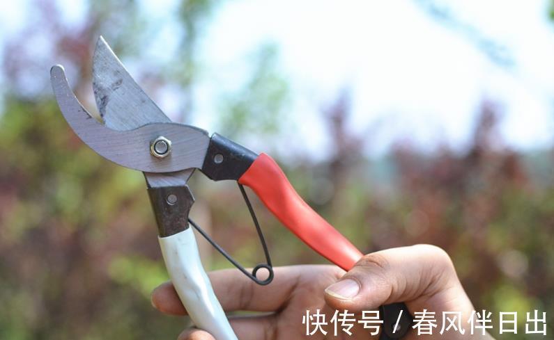 花根|养花人该常备的4样工具