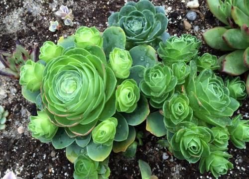 这3样冷门多肉花头似玫瑰，漂亮好打理，价钱还不贵