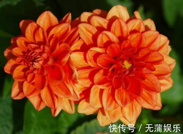 家养大丽花,教你几招,长势旺,花苞狂冒,轻松爆盆,美翻阳台!