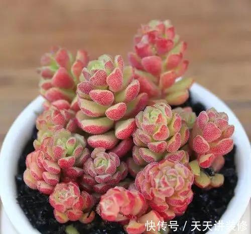 春天养多肉，就选这五种，叶色鲜艳又多姿，特别漂亮