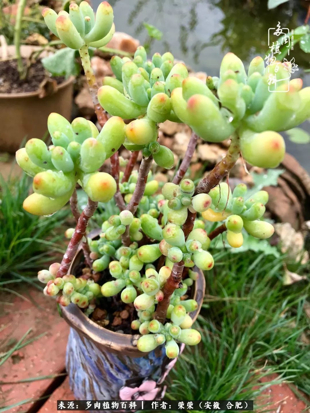 初秋时节，度夏后的多肉陆续回归！偷偷上了一层淡妆！