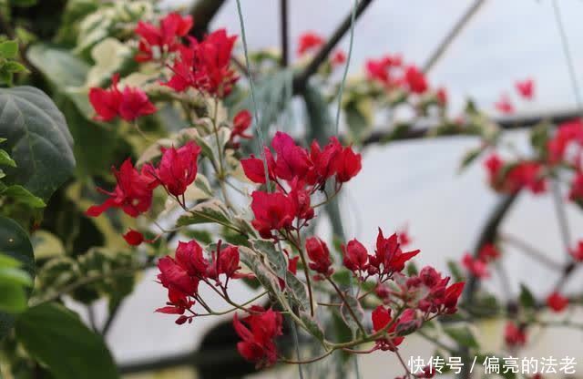 春天来了，三角梅不“萌芽”，对它“狠一点”，新芽全是花