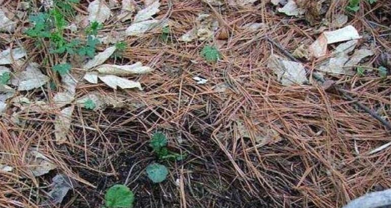 发酵|养花“法宝”松针该怎么用?单独使,加工后用,谨记这些准没错