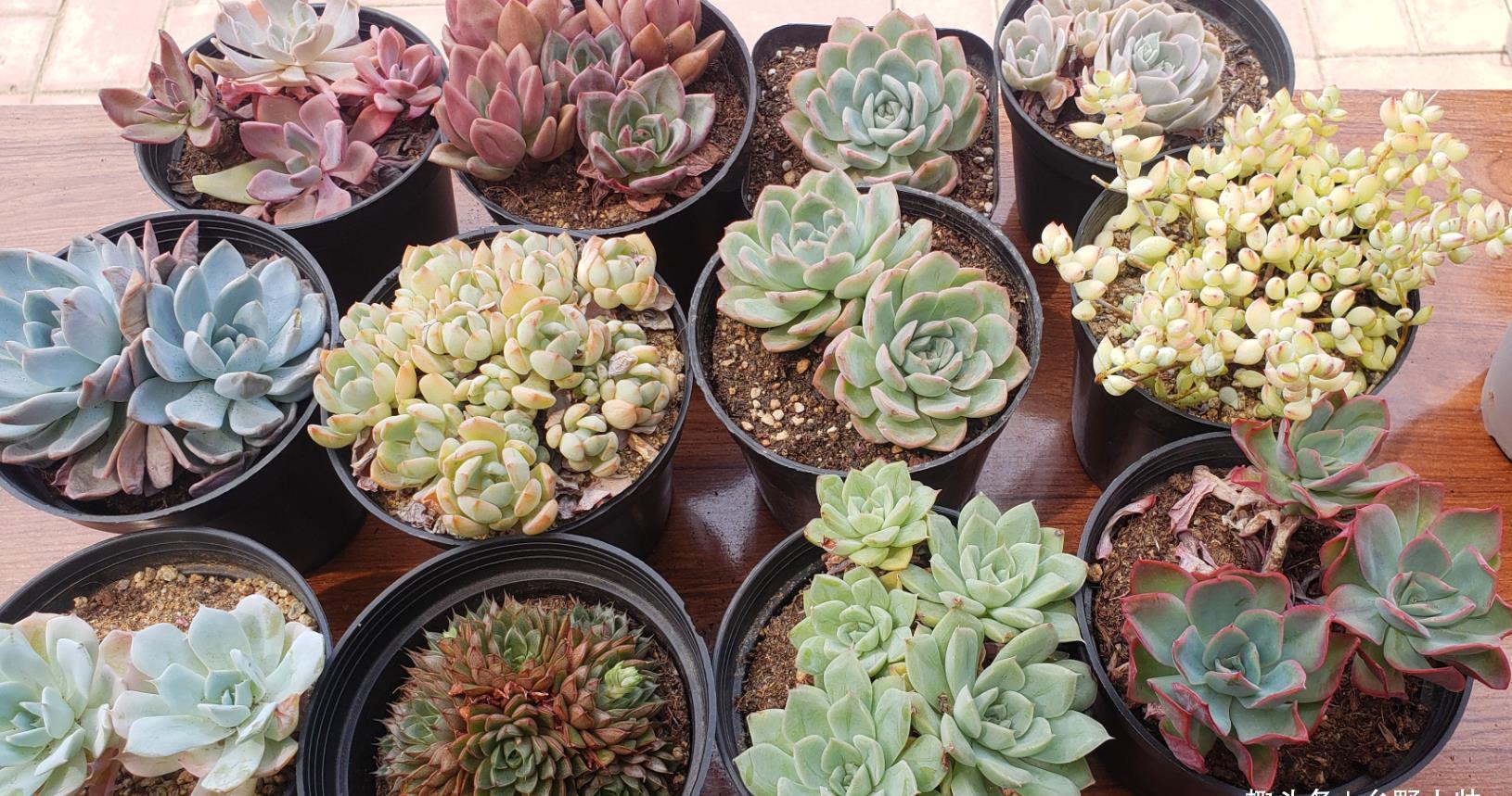 多肉缀化如何会爆盆,做好这几点,肉肉轻松爆盆没问题