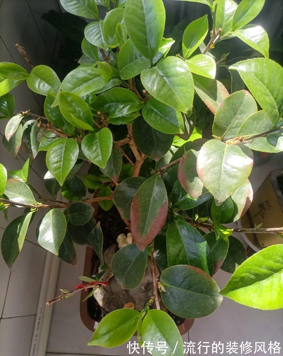 君子兰|8种花夏天不能买,买回来就死,白浪费钱