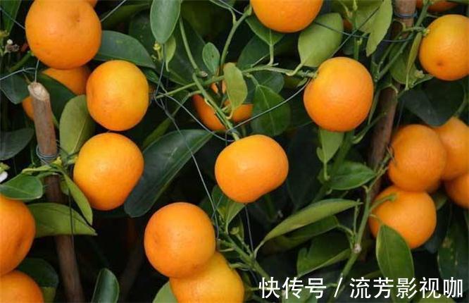 苋菜|女性进入易瘦期,多吃3种食物,减肥护肤,润肠通便,越吃越瘦