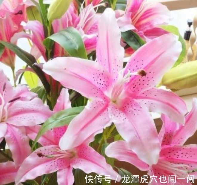 阳台养花,试试此4款植物,盛开时繁花似锦,花色美轮美奂