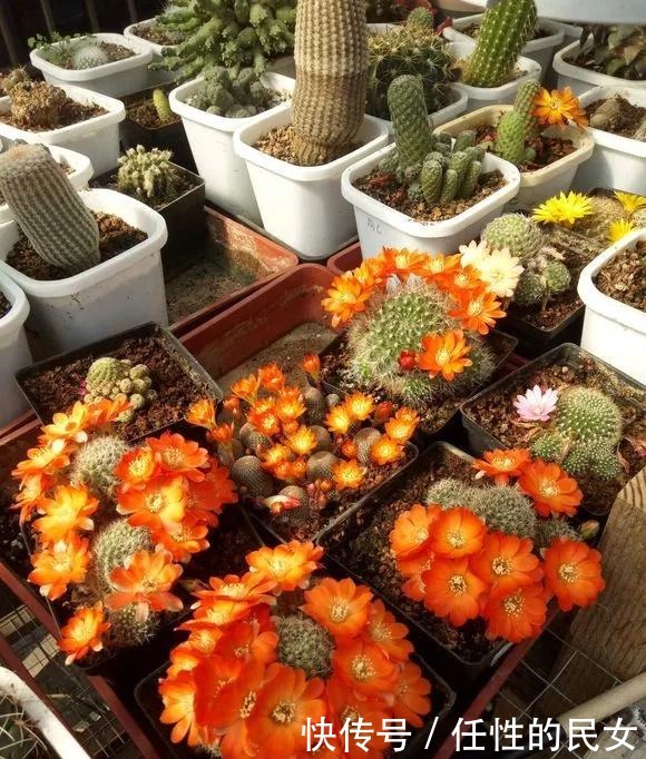 仙人球不开花,3个方面得改善,做好了以后花苞直冒,爆满盆