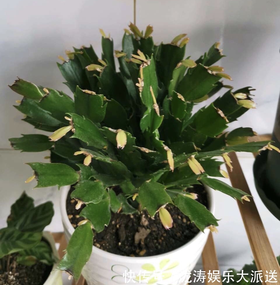 浇水|进入6月，养长寿花蟹爪兰“剪几刀”，喂点小颗粒，到了9月蹭蹭长