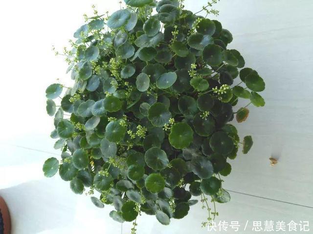 这花春天不能缺水,放阳台一晒就能活,不用半月叶子长满盆!