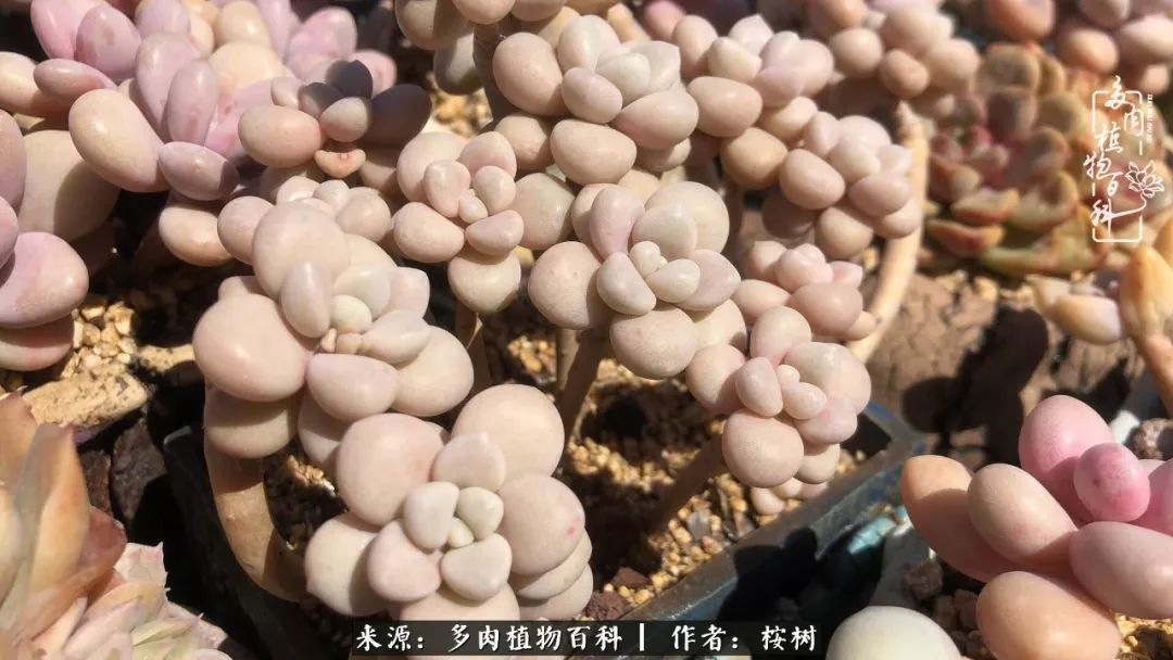 多肉度夏经验谈四季皆露养，兢兢业业养肉三年半！