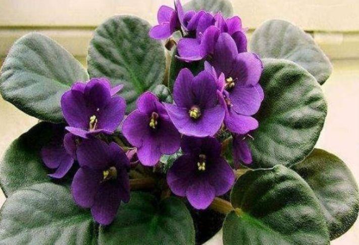 现在快买4种花,好养又漂亮,花姿妖娆,美极了