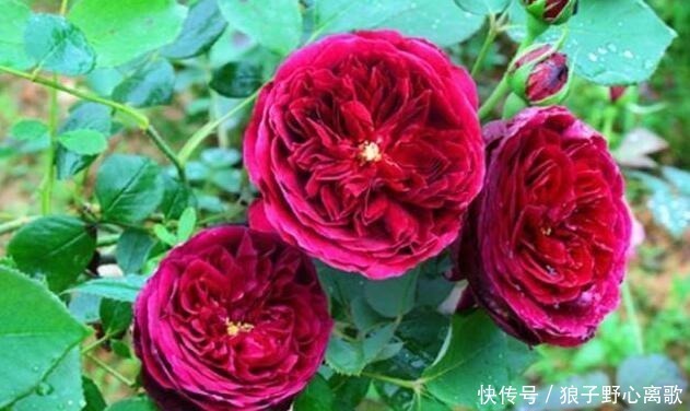 院子|这花很好看,院子阳台都能养,2年长一片,见的人都拍照发朋友圈!